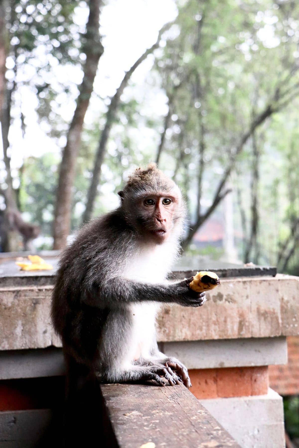 Wakacje na Bali – zdjęcie 1
