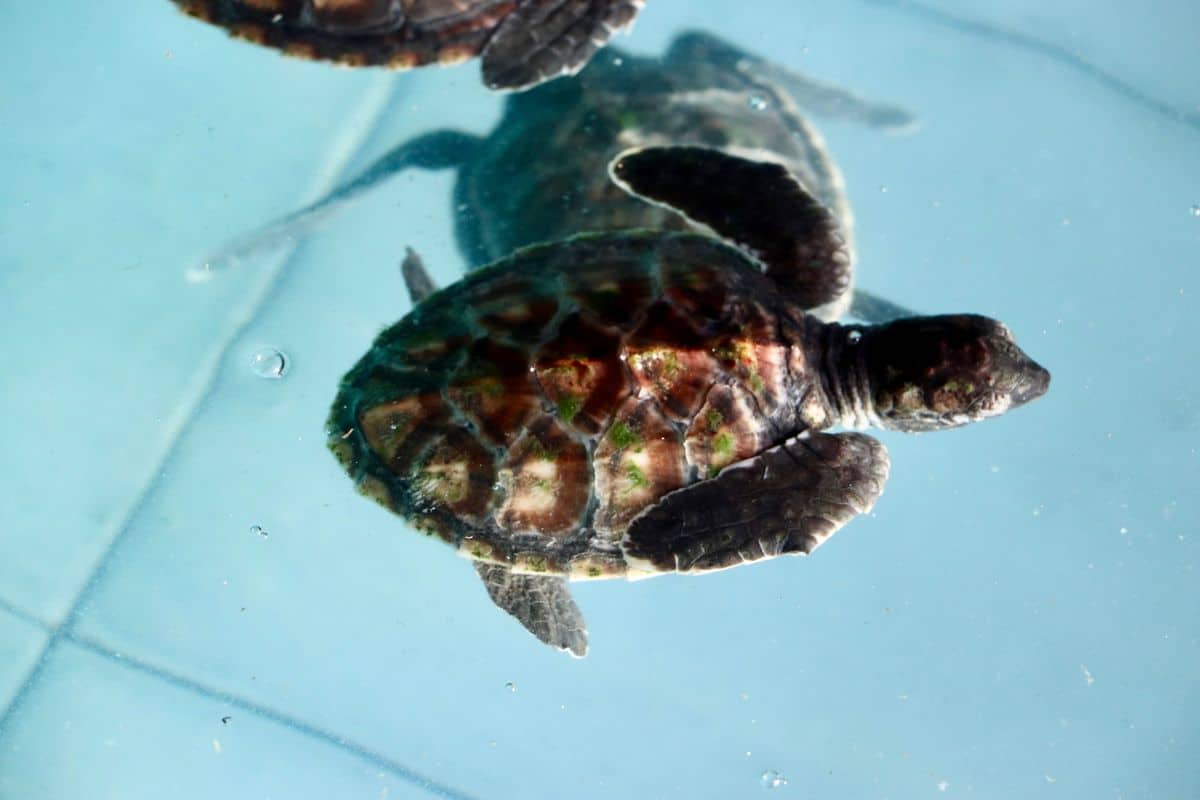 Wakacje na Bali – zdjęcie 1